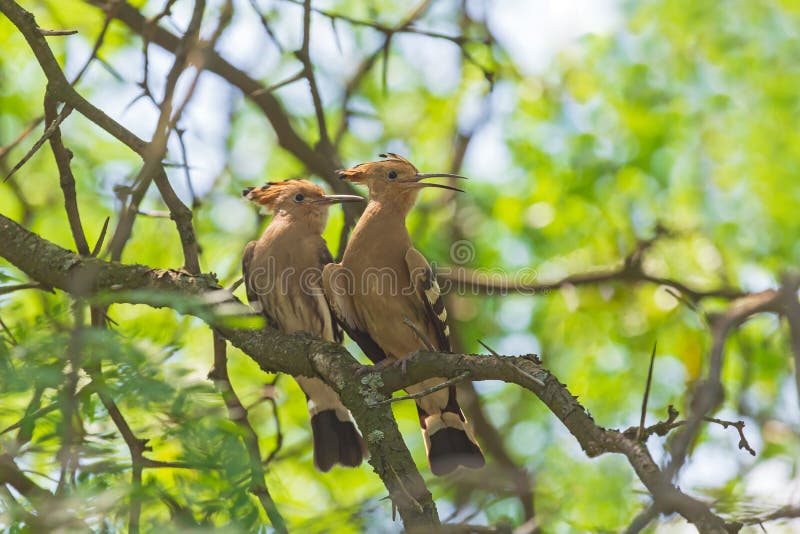 Pares de hoopoe que sentam-se no ramo foto de stock Pares de hoopoe que sentam-se no ramo foto de stock