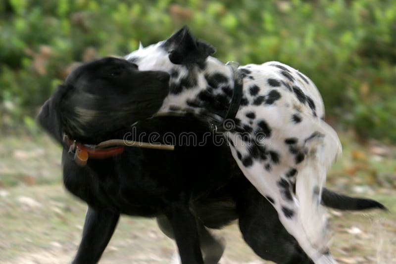 Pares de la lucha de perros imagen de archivo libre de regalías Pares de la lucha de perros imagen de archivo libre de regalías