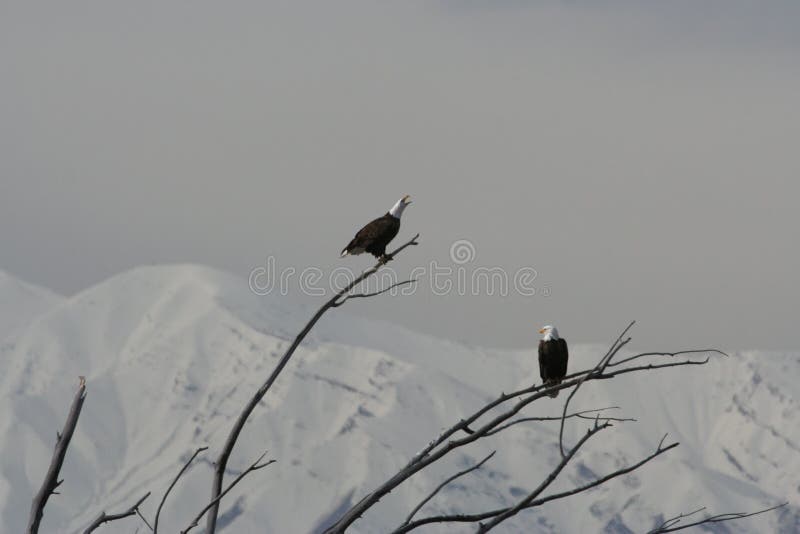 Pares de leucocephalus Bald Eagle Haliaeetus fotografía de archivo libre de regalías Pares de leucocephalus Bald Eagle Haliaeetus fotografía de archivo libre de regalías