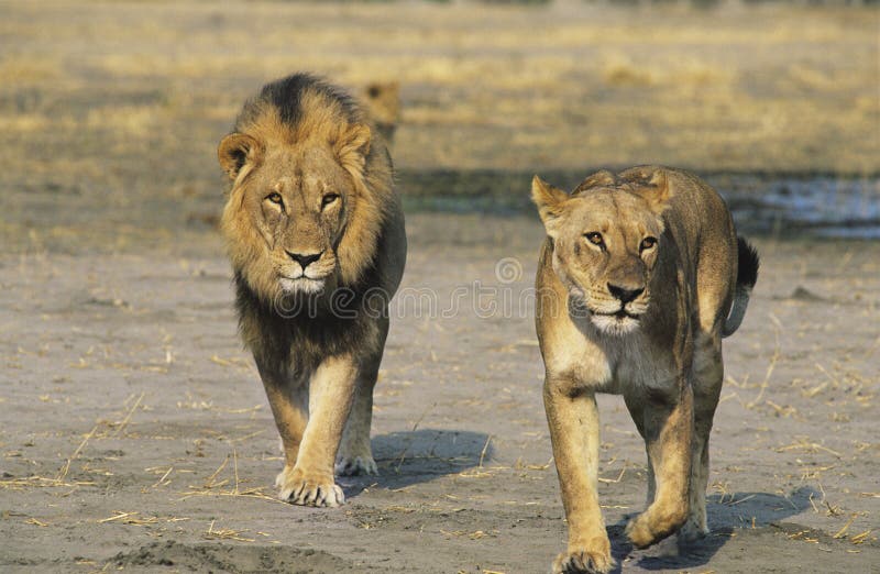 Pair of Lions walking on savannah. Pair of Lions walking on savannah