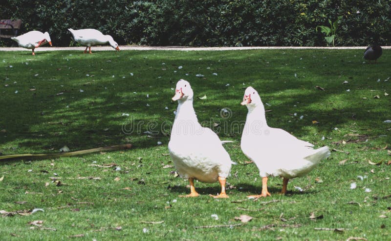 Pares de patos blancos enojados imágenes de archivo libres de regalías