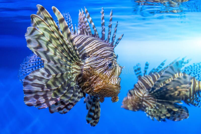 Pares de pescados peligrosos de la cebra del lionfish en agua de mar foto de archivo Pares de pescados peligrosos de la cebra del lionfish en agua de mar foto de archivo