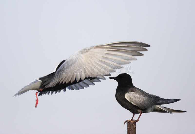 Pares de pájaros negros Blanco-cons alas de la golondrina de mar que alimentan durante un ne de la primavera fotos de archivo Pares de pájaros negros Blanco-cons alas de la golondrina de mar que alimentan durante un ne de la primavera fotos de archivo