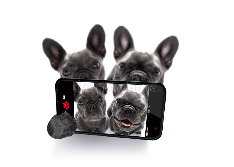 Pares de selfie dos cães fotos de stock Pares de selfie dos cães fotos de stock