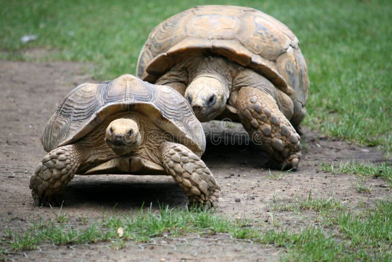 Two turtles walking after each other. Two turtles walking after each other
