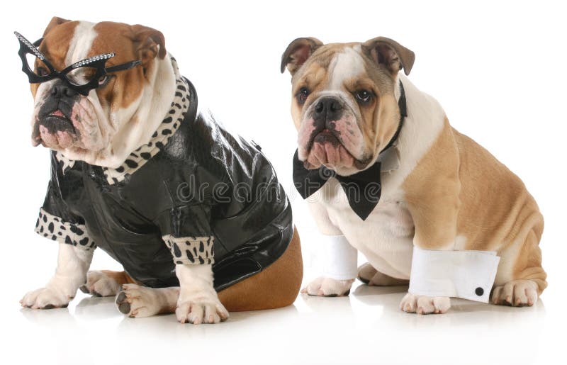 Pares del perro imágenes de archivo libres de regalías Pares del perro imágenes de archivo libres de regalías