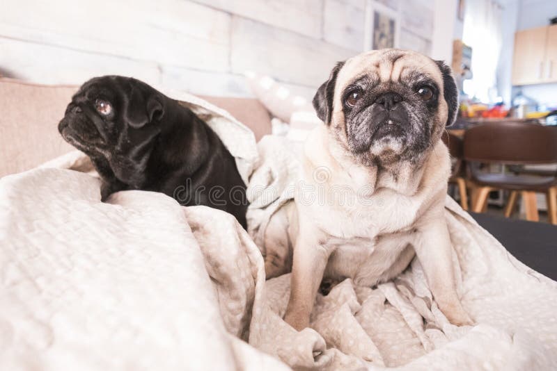 Pares del perro divertido del barro amasado del animal doméstico en el sofá imagen de archivo libre de regalías Pares del perro divertido del barro amasado del animal doméstico en el sofá imagen de archivo libre de regalías