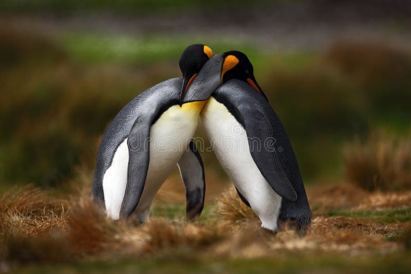 Pares del pingüino de rey que abrazan en naturaleza salvaje con el fondo verde