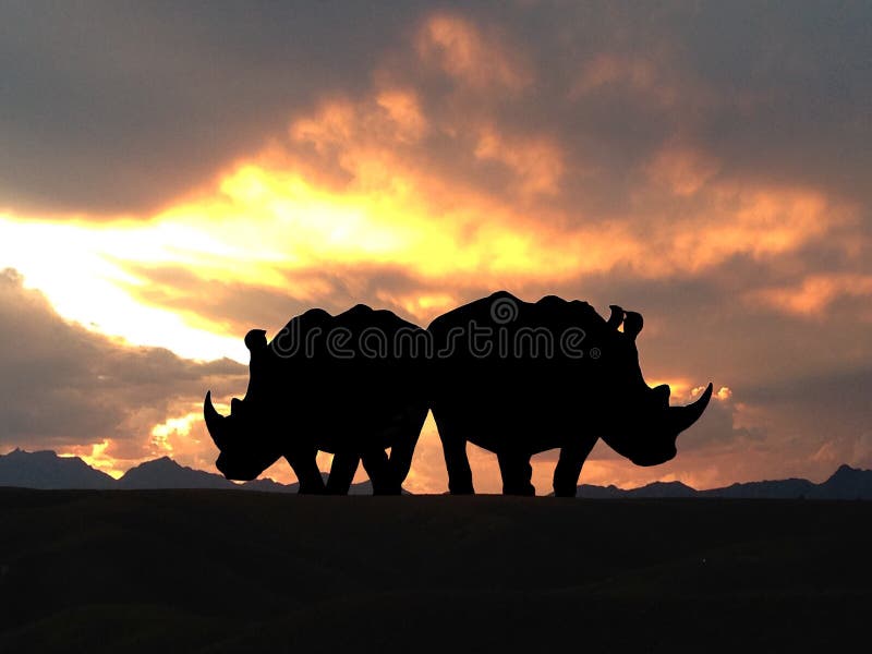 Pares do rinoceronte no por do sol imagens de stock royalty free Pares do rinoceronte no por do sol imagens de stock royalty free