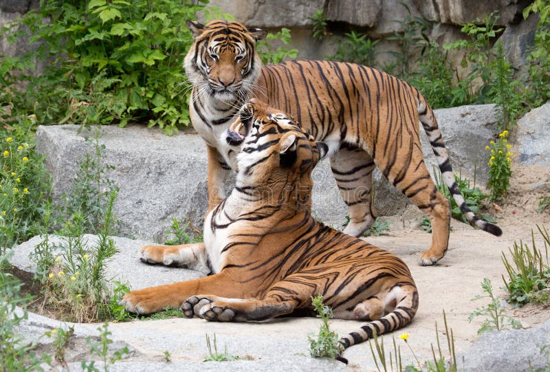 Homem Do Tigre Na Reserva Do Jogo Em África Do Sul Imagem de Stock