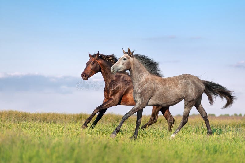 Beautiful pair of brown and gray horse galloping across the field on a background of blue sky. Beautiful pair of brown and gray horse galloping across the field on a background of blue sky