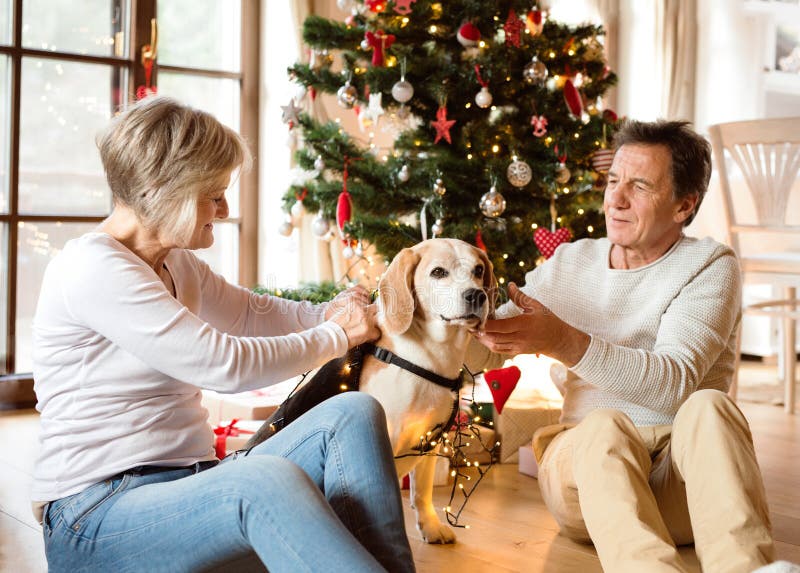 Pares mayores con el perro delante del árbol de navidad foto de archivo Pares mayores con el perro delante del árbol de navidad foto de archivo