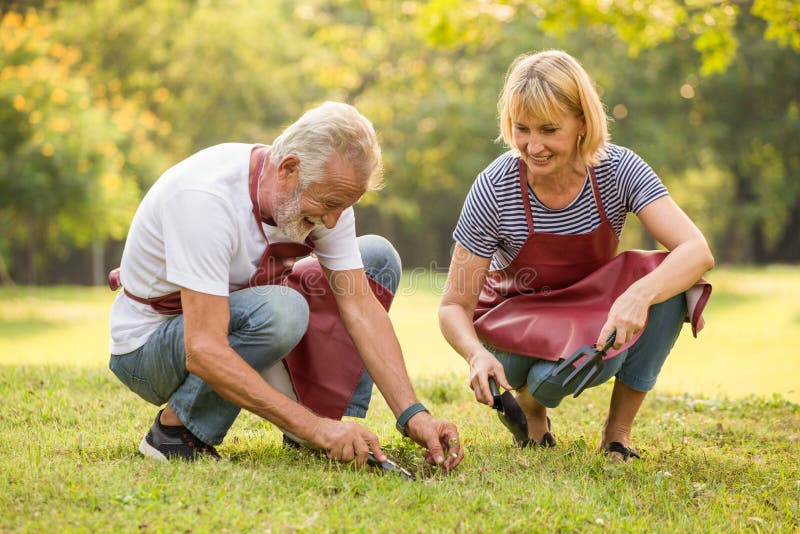 Pares mayores felices que cultivan un huerto en el jardín del patio trasero junto en tiempo de mañana personas mayores que se sie