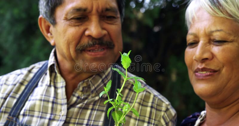 Pares mayores que sostienen la planta almacen de video