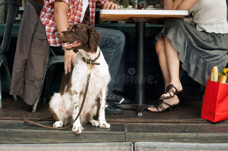 Pares que sentam-se com o cão no restaurante