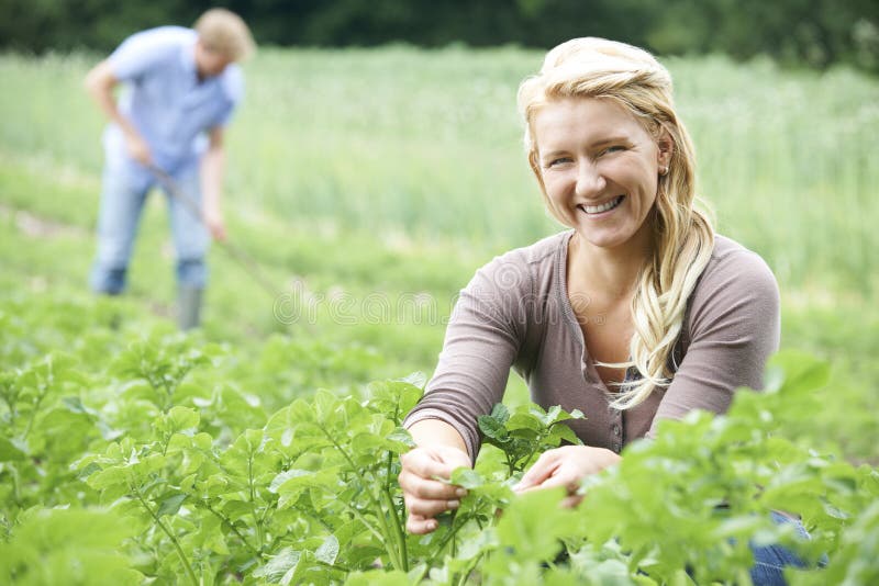 Couple Working In Field On Organic Farm producing natural food. Couple Working In Field On Organic Farm producing natural food