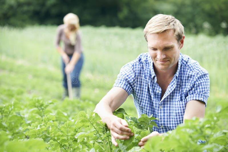 Young Couple Working In Field On Organic Farm. Young Couple Working In Field On Organic Farm