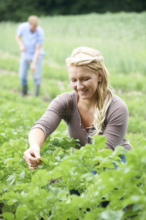 Pares que trabalham no campo na exploração agrícola orgânica imagem de stock Pares que trabalham no campo na exploração agrícola orgânica imagem de stock