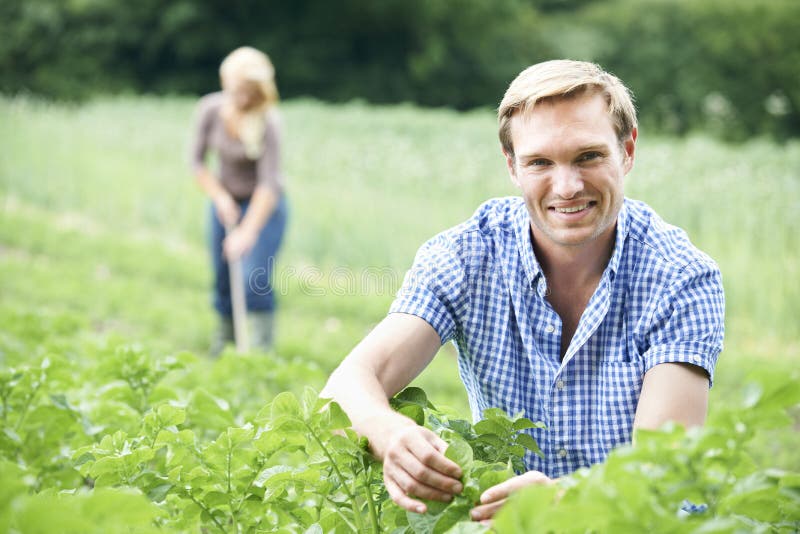 Portrait Of Couple Working In Field On Organic Farm. Portrait Of Couple Working In Field On Organic Farm