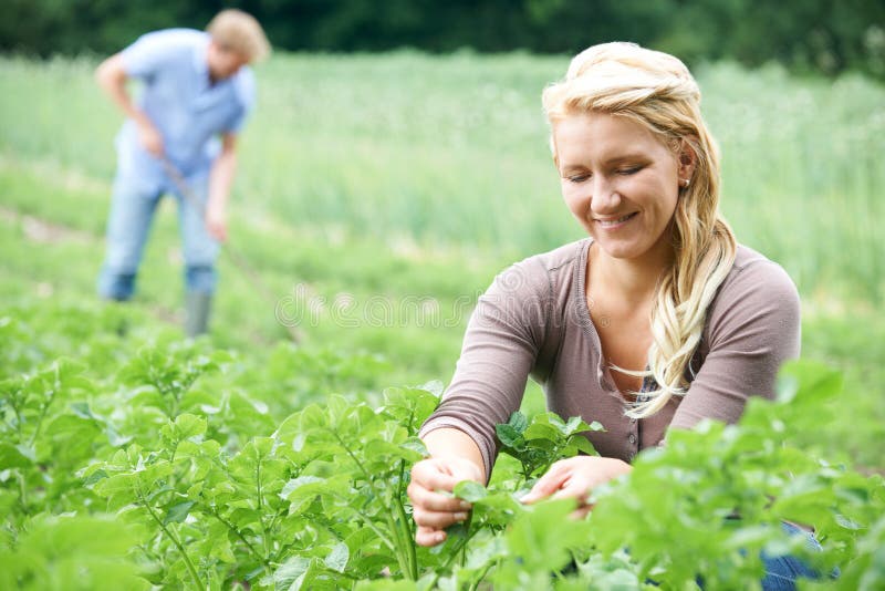 Pares que trabalham no campo na exploração agrícola orgânica imagens de stock Pares que trabalham no campo na exploração agrícola orgânica imagens de stock