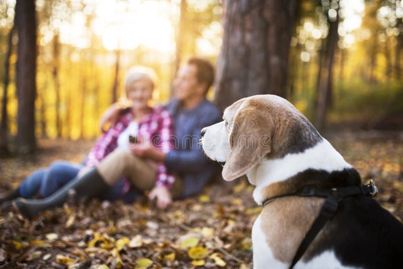 Pares superiores com cão em uma caminhada em uma floresta do outono imagens de stock Pares superiores com cão em uma caminhada em uma floresta do outono imagens de stock