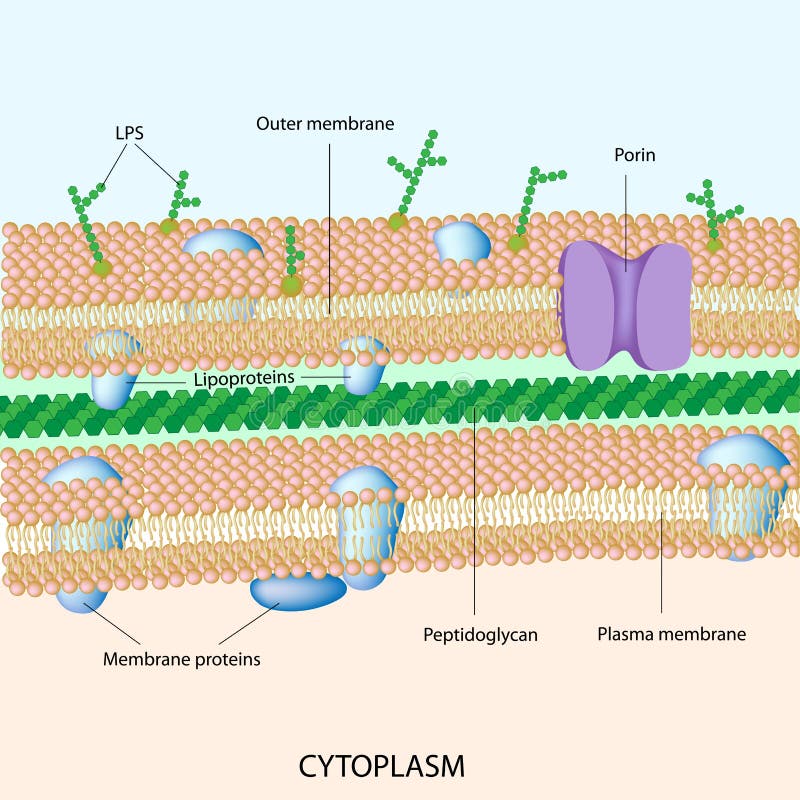 Parete batterica gram-negativa delle cellule illustrazione vettoriale Parete batterica gram-negativa delle cellule illustrazione vettoriale