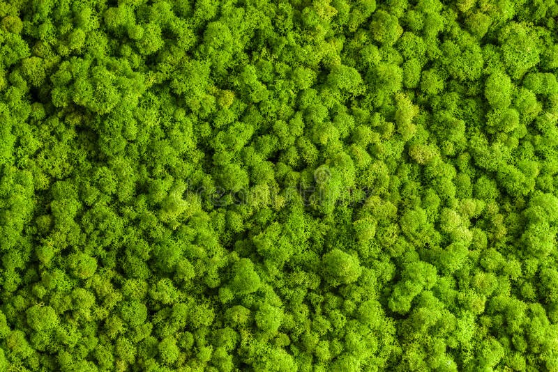 Parete del muschio di renna, decorazione verde della parete, rangi di cladonia del lichene fotografia stock Parete del muschio di renna, decorazione verde della parete, rangi di cladonia del lichene fotografia stock