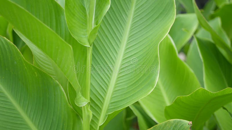 Parete della foglia della banana Grandi foglie verdi fresche tropicali del banano Fondo esotico tropicale naturale