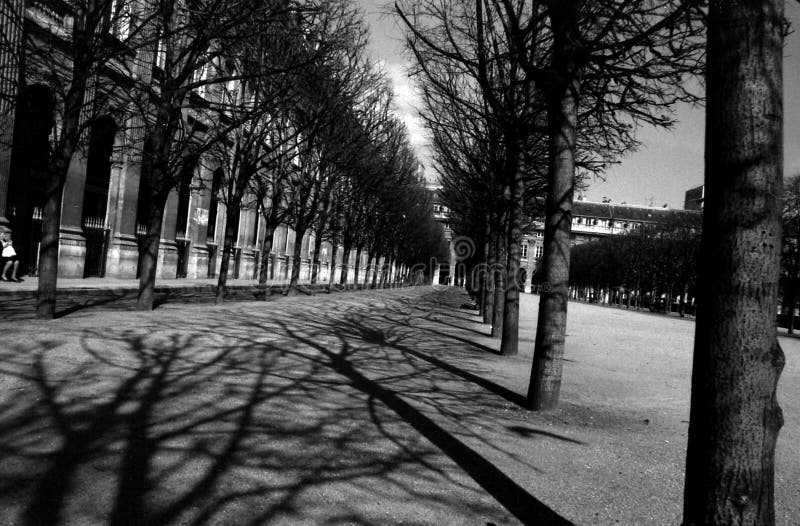 Línea de árboles en París jardín.