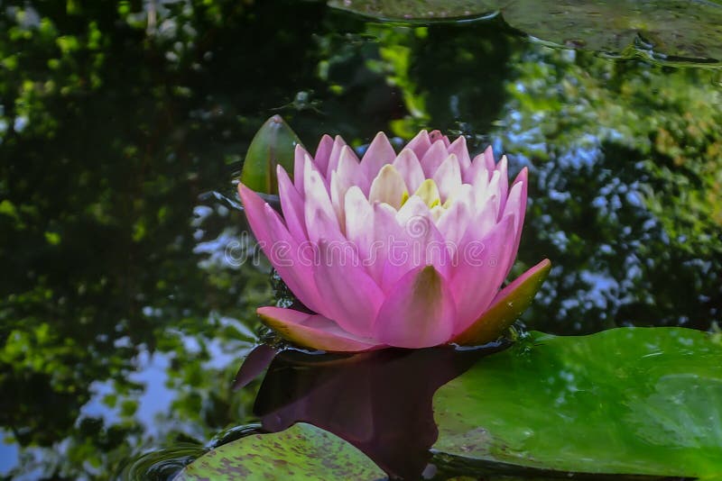 Pink water lily or lotus flower in the pond. Nymphaea Perrys Orange Sunset with soft blurred background