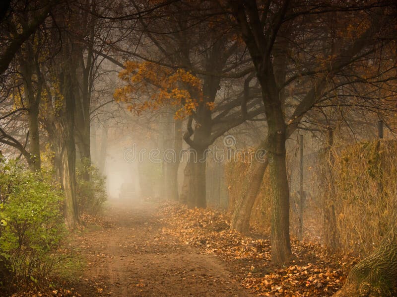 PARK ALLEY IN THE FOG