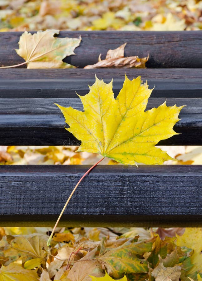 Park bench in autumn