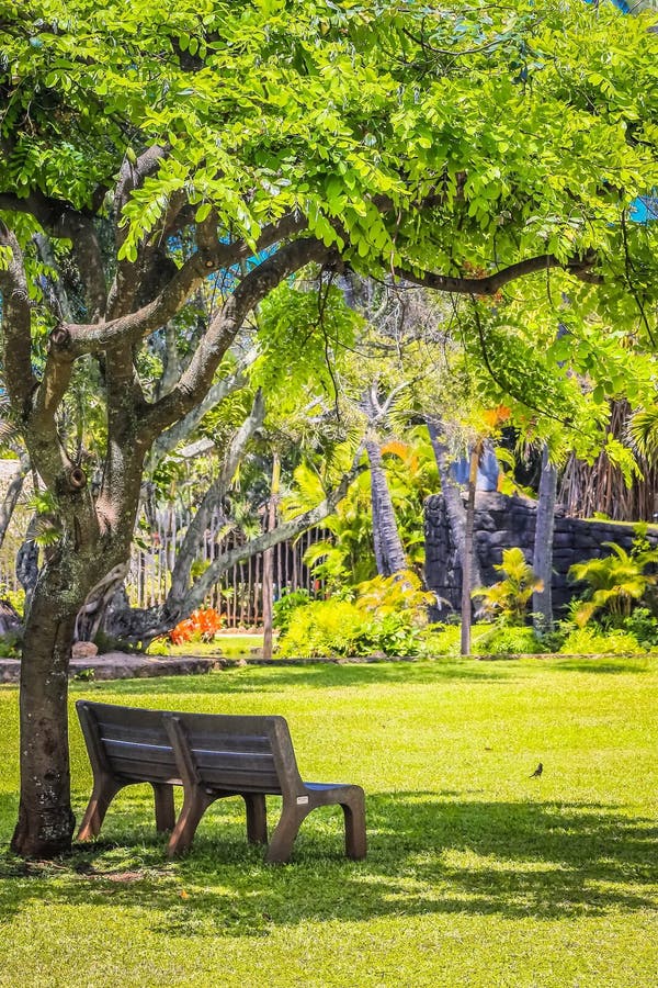 park bench for public use below a tall native new zealand