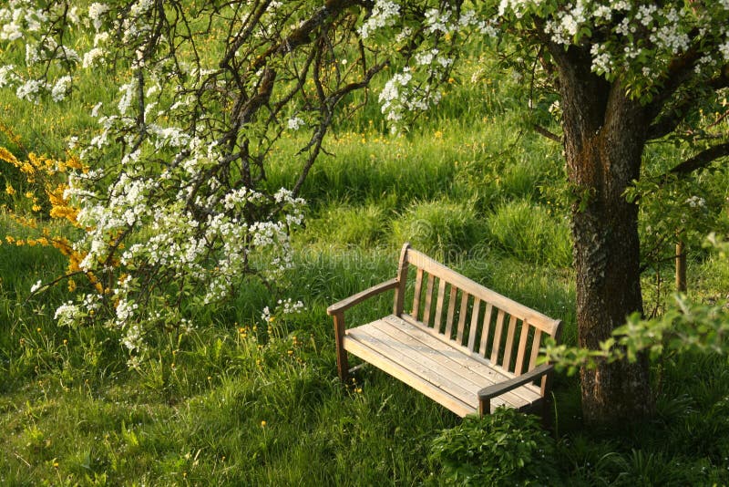 Park Bench Under Blossoming Tree Stock Image Image of tree, front