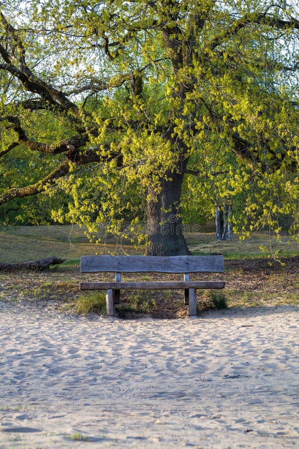 Park bench under a tree stock photo. Image of peaceful 198617860