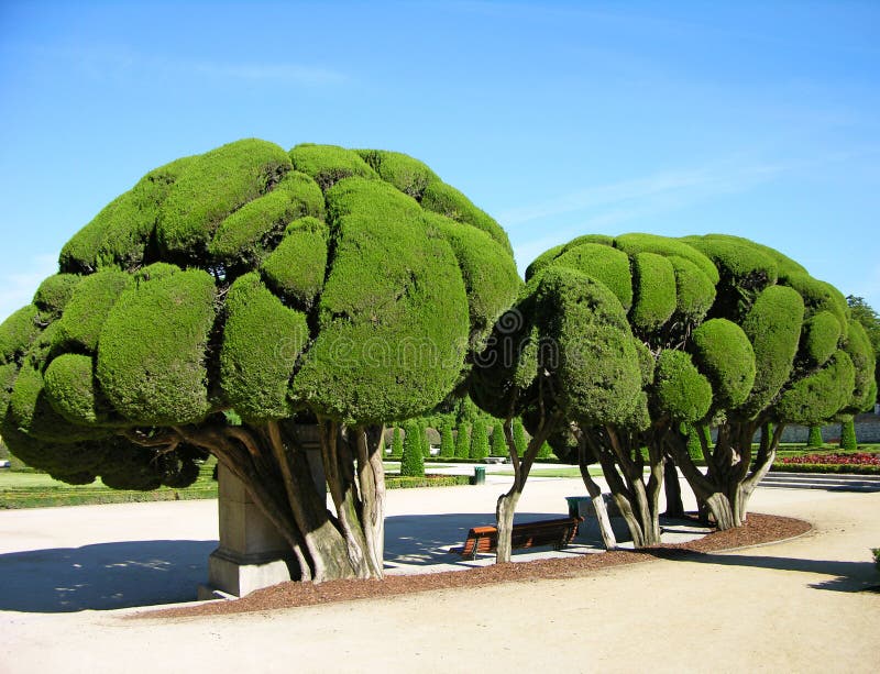 Odd-shaped trees in Park Buen-Retiro, Madrid, Spain