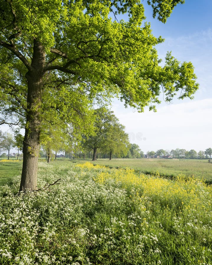 Park of Castle De Haar Near Utrecht in Holland with Spring Flowers ...