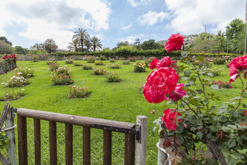 Park Cervantes,rose Garden,Barcelona. Stock Photo Image of city, rose