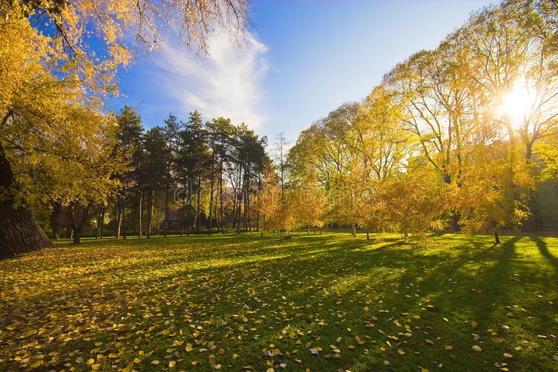 Park in the city