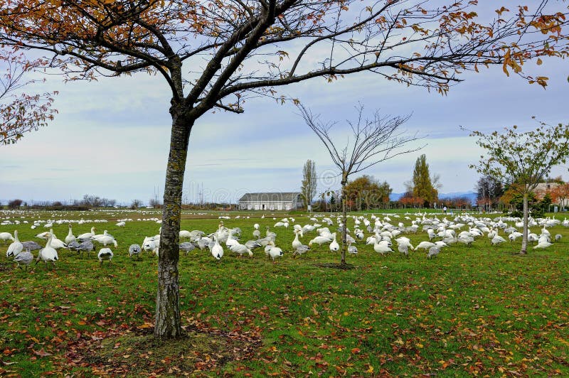A park filled with thousands of snow geese