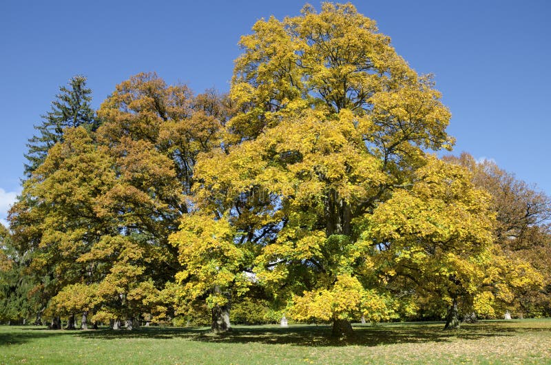 The park with huge limes