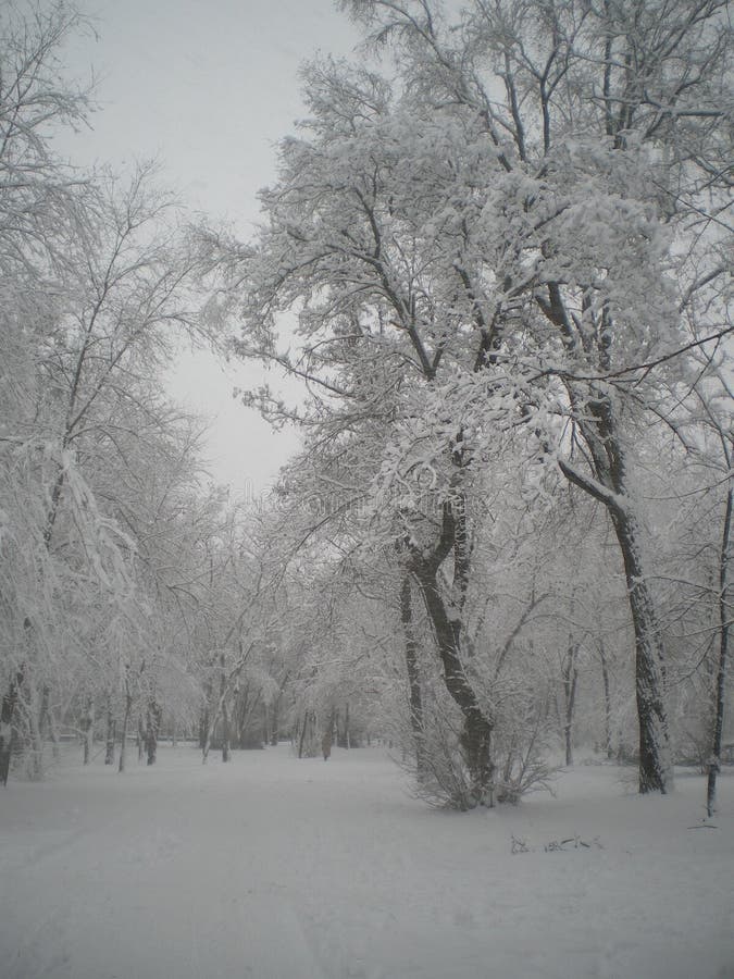 Park pokhozhij na les Wysunięcie pomysłów 31/5000
Park jest jak las Snowing