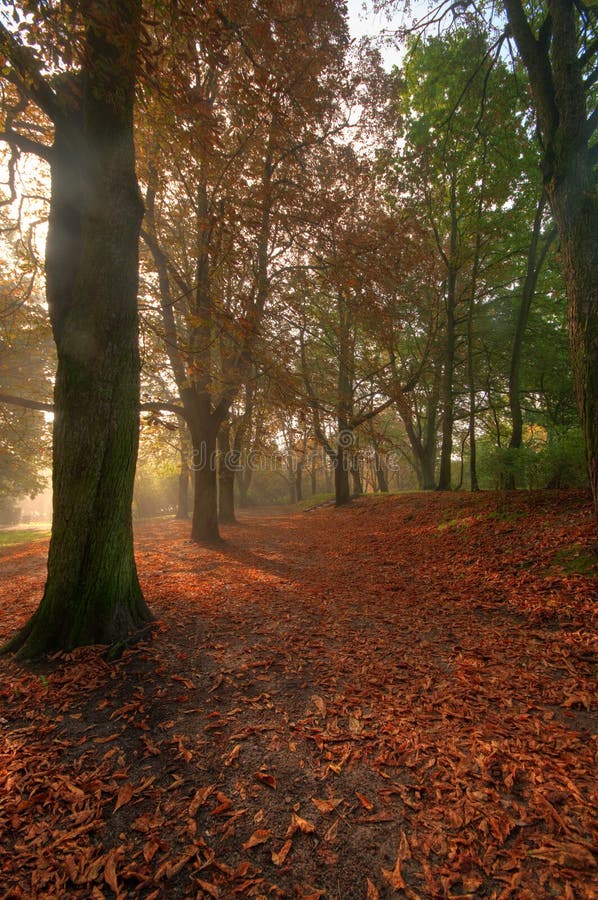 Park landscape stock photo. Image of forest, canopy, path 16443964