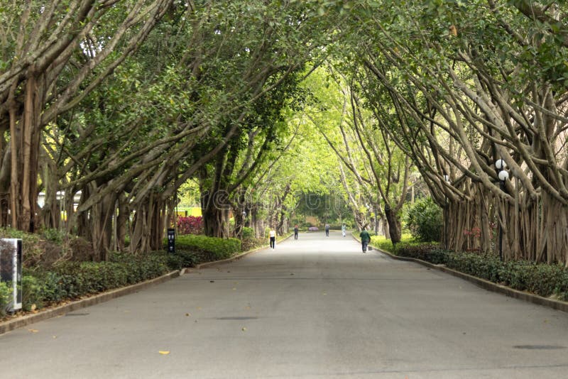 Park Lianhuashan w Shenzhen zdjęcia stock