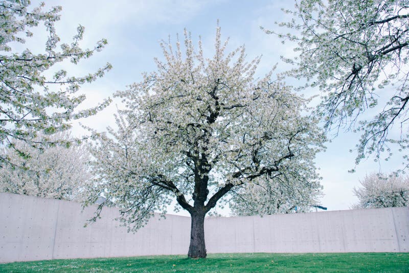 Large Cherry Trees on a Fresh Green Lawn. Stock Photo Image of
