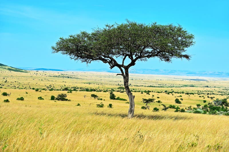 Park Masai Mara stock photo. Image of flora, distance - 79328450