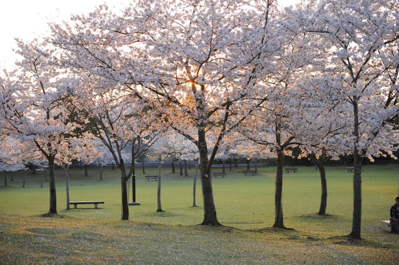 Prázdný během, nebo třešeň květ sezóna,, japonsko.