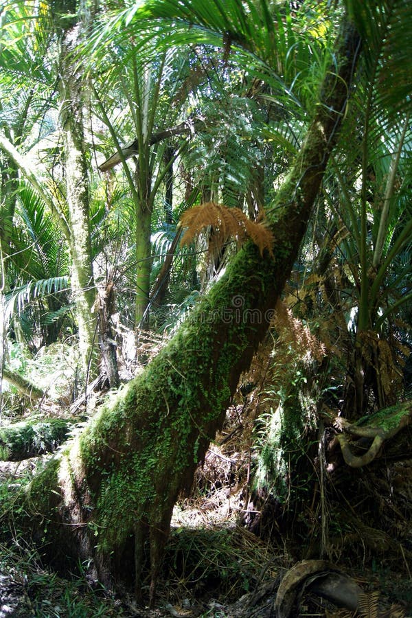 Park Narodowy Nikau Palms Kahurangi