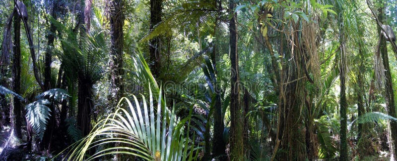 Park Narodowy Nikau Palms Kahurangi zdjęcie royalty free