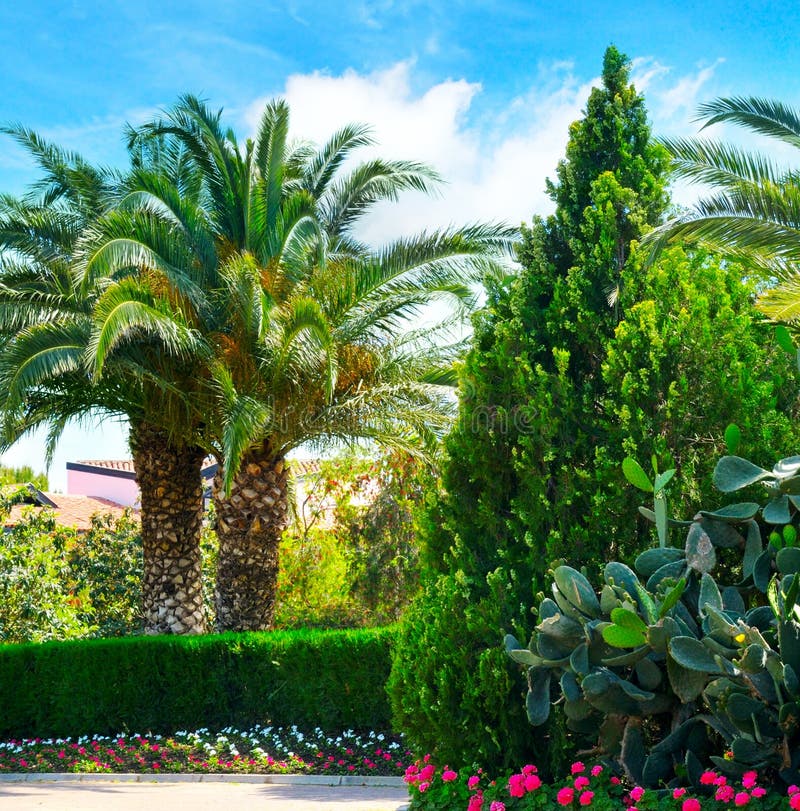 Download Park With Palm Trees And Evergreen Plants Stock Photo - Image of leaves, leaf: 83706756